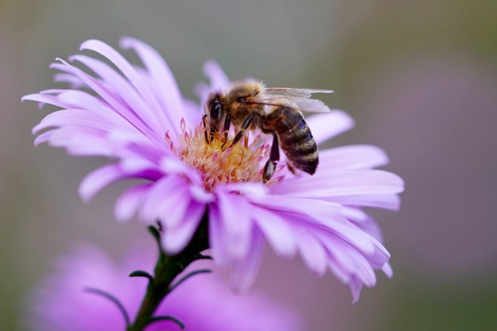 Projekt Medová záhrada a Včelársky náučný chodník zdôrazňuje význam včiel v našom ekosystéme